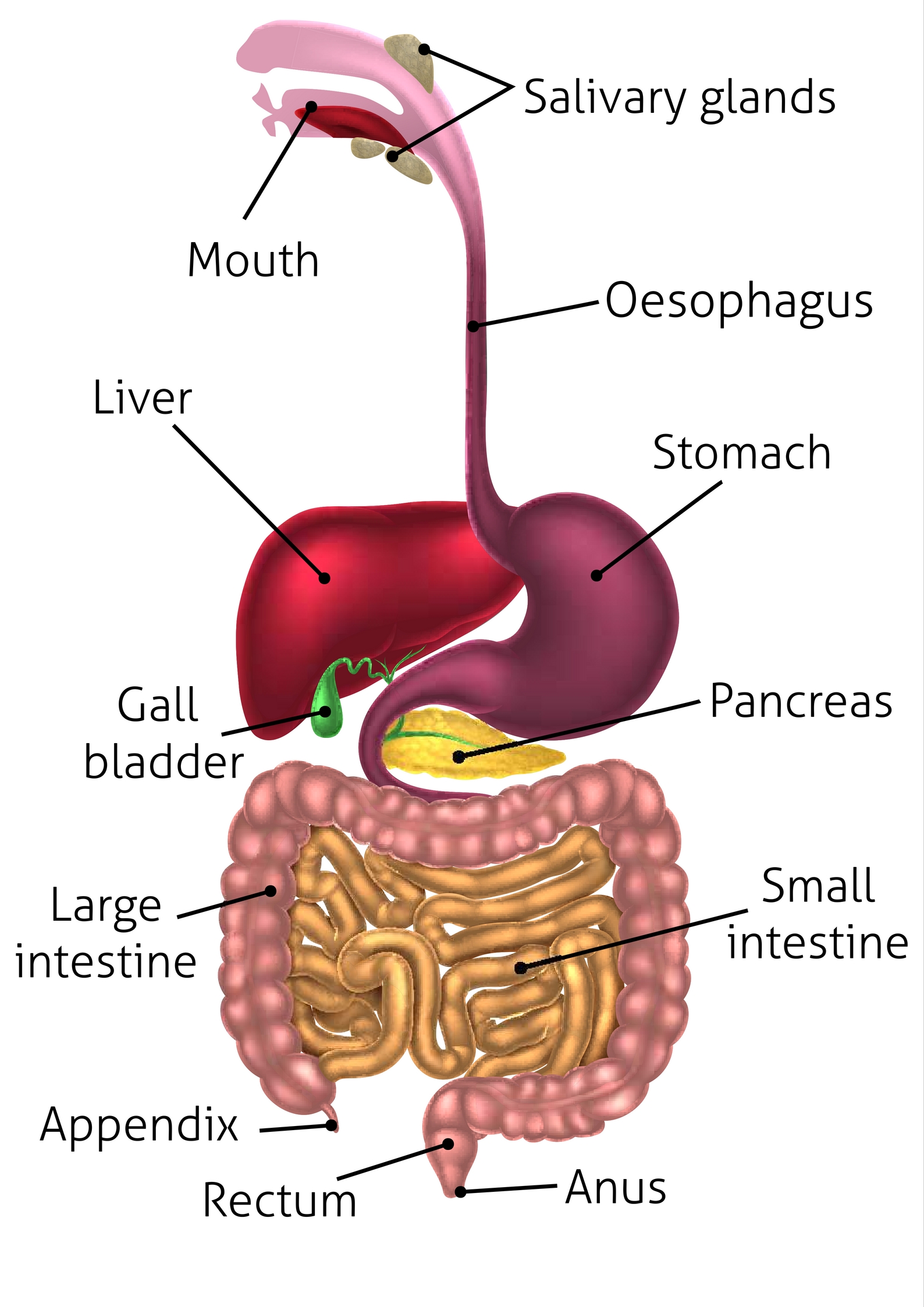 Science Demo Digestion – Gr 3 4 – Elementary Ed Resource Sharing